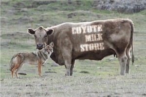 coyotemilkstore